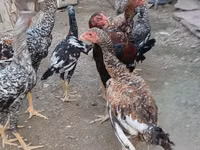 Australian Pit Game fowl — picha 4