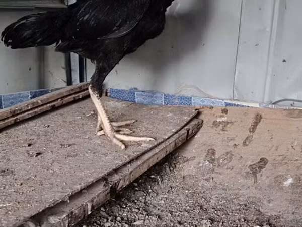 Chickens