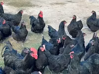Australorp — Foto 6