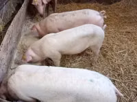 Sow, Pigs — photo 3