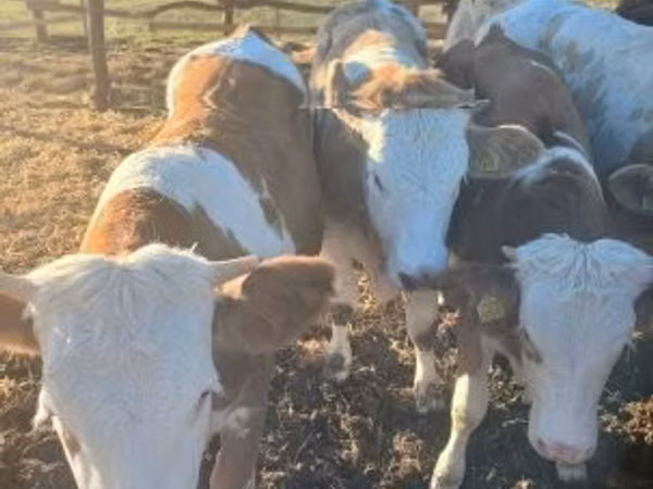 Cow, Hungarian Grey breed