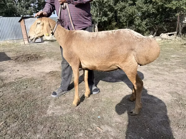 Sheep, Arashan sheep