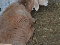 भेड़, Arashan sheep — फ़ोटो 5