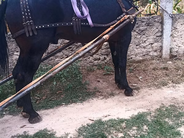 Horse (M), Horses