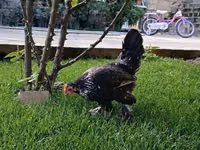 Chickens — Foto 3