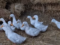 अमेरिकन पेकिन — फ़ोटो 1