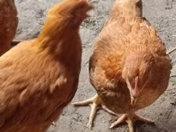 Chickens