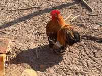 Pekin-Zwerg — Foto 3