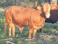 Bulle, Bonsmara — Foto 2