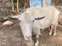 बकरी, Fergana goat — फ़ोटो 5