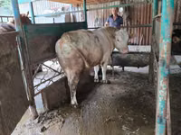 Ng'ombe dume, Auliakol breed — picha 4