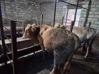 Bull, Red-spotted breed — photo 3