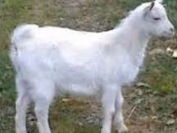 Mbuzi dume, Saanen goat