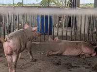 Boar — photo 1