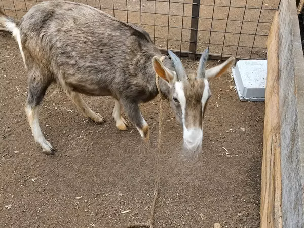 Mbuzi jike, Toggenburg goat