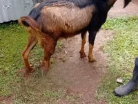 Mbuzi dume, Alpine goat — picha 3