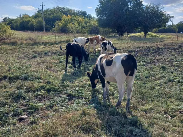 公牛, Russian Black pied cattle