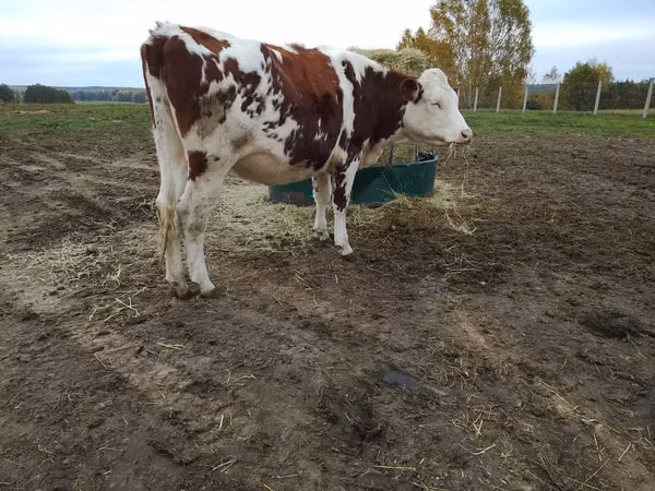 Ng'ombe jike, Simmental cattle