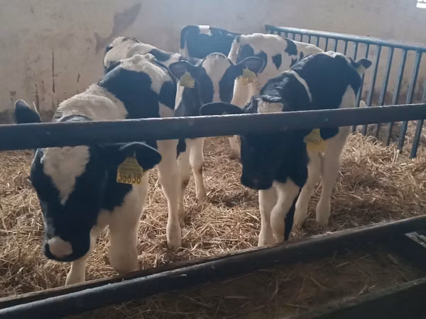 Ng'ombe dume, Russian Black pied cattle
