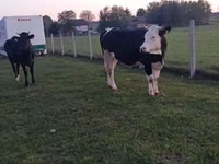 Kuh, Simmental cattle — Foto 6
