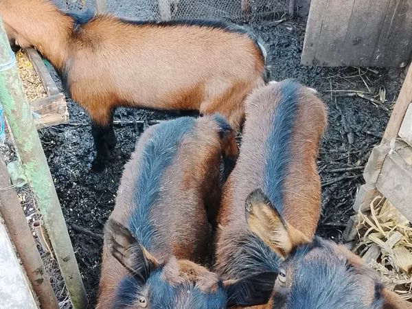 عنزة, French Saanen goat