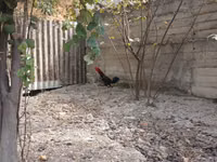 Chickens — foto 2