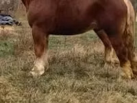 Hengst, Suffolk Punch — Foto 7