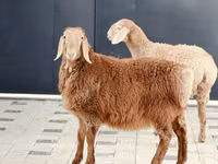 母羊, Hissar sheep — 照片 2