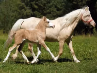 Hengst, American shetland pony — Foto 2