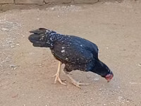 ओल्ड इंग्लिश गेम — फ़ोटो 6