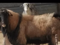 Dume la kondoo, Edilbay sheep — picha 2