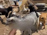 Mbuzi jike, West African dwarf goats — picha 2