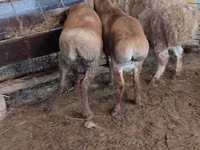 Kondoo jike, West-Siberian mutton sheep — picha 2