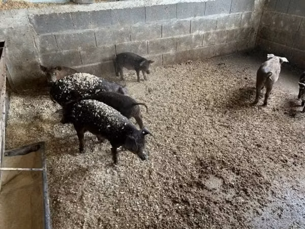 Boar, 