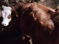 Ng'ombe jike, Ng'ombe wa Limousin — picha 3
