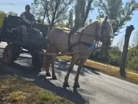 فرس, الخيول — الصورة 7