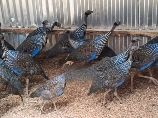 Guinea fowl