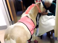 घोड़ी, Miniature horse — फ़ोटो 5