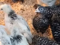 Chickens — फ़ोटो 1