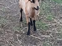 भेड़, Cameroon sheep — फ़ोटो 1