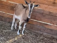 Cabra, West African dwarf goats — foto 4