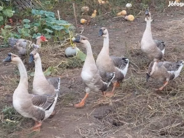Geese