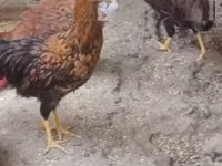 Chickens — 照片 2