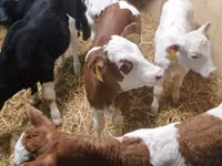 牛只（批次，未指定性别）, Simmental cattle — 照片 1