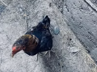 Derbyshire Redcap — foto 3