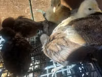 Chickens — picha 6