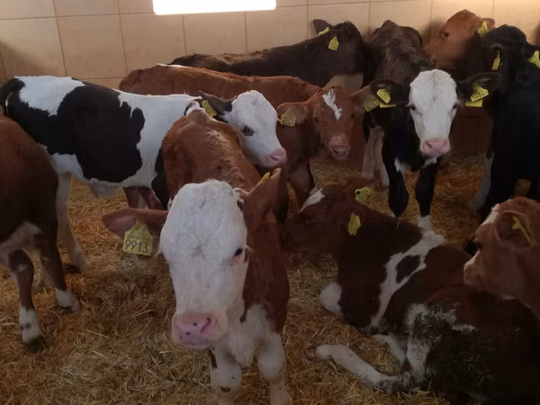 ثور, Simmental cattle