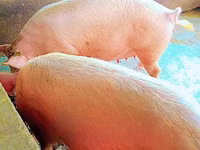 Cerdos (lote, sexo no especificado) — foto 3