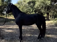 Caballos (lote, sexo no especificado), American shetland pony — foto 7