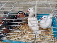 Ducks — الصورة 2